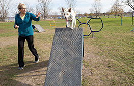 Dog Park Equipment